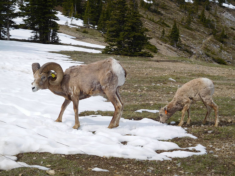 The same ram as in the first photo – with his offspring – but here is 9 years old (Photo taken in) 2016. Photo Credit: Marco Festa-Bianchet