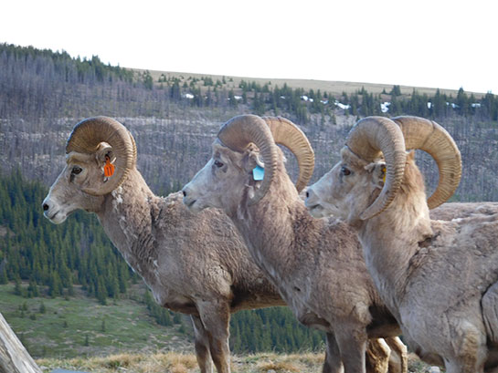 Ram Trio 2017 – From left to right, rams are aged 6, 4 and 6 years. Photo Credit: Marco Festa-Bianchet