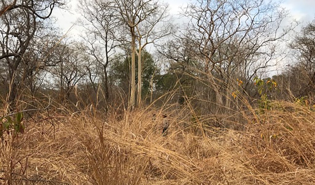 Keeping It Real With Lion In Niassa