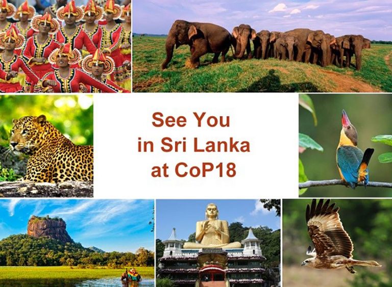 Christmas At CITES: Santa In Sri Lanka