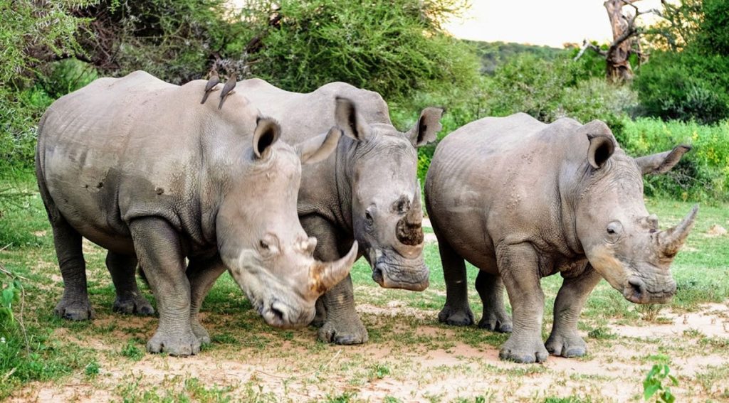 How The Truth On Community Wildlife Conservation In Namibia Is Twisted