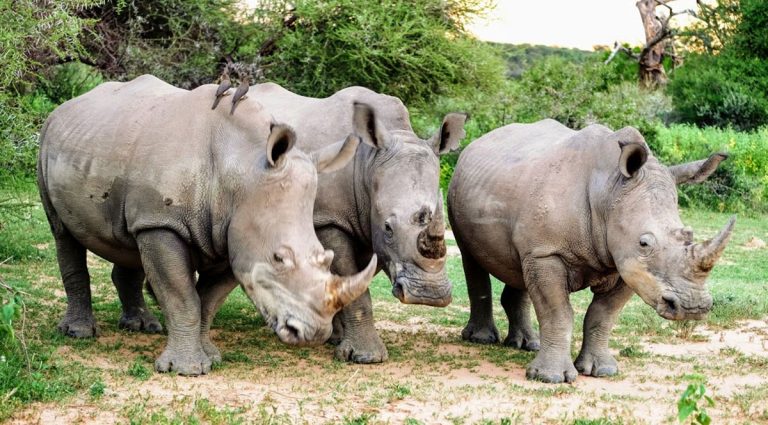 How The Truth On Community Wildlife Conservation In Namibia Is Twisted