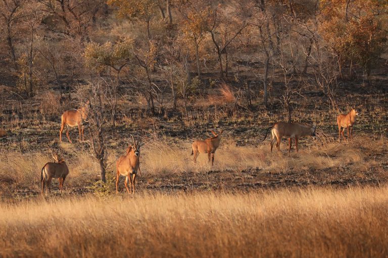 How The Truth On Community Wildlife Conservation In Namibia Is Twisted