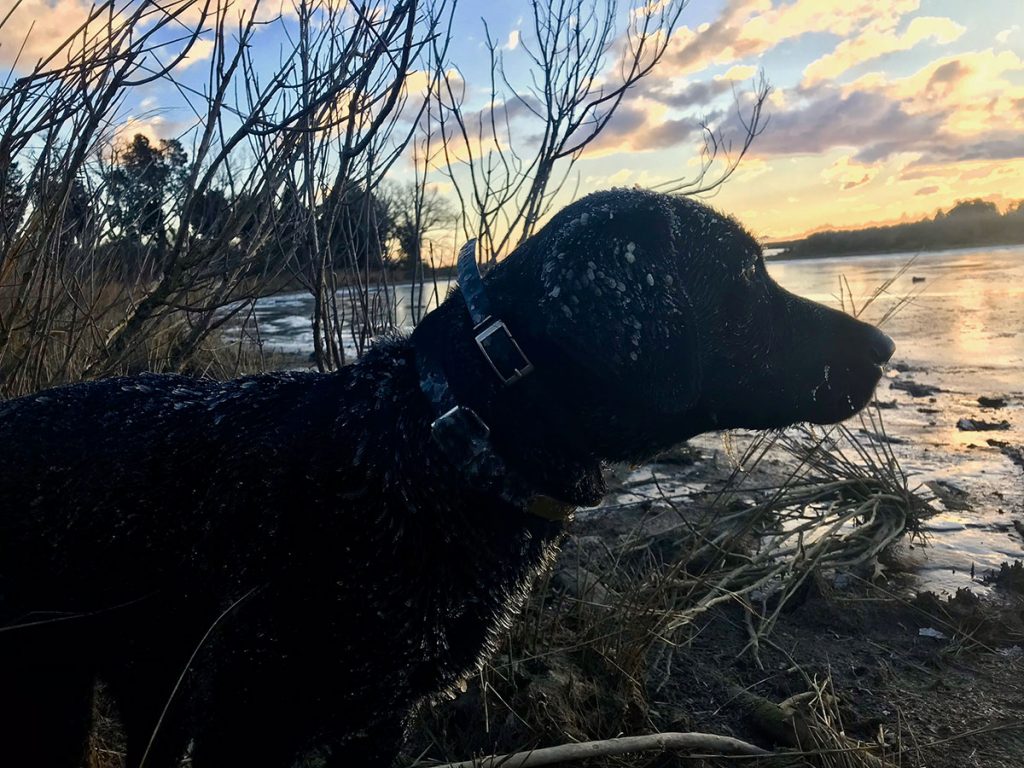 A Duck Hunter’s Thoughts on Preparing the Bounty