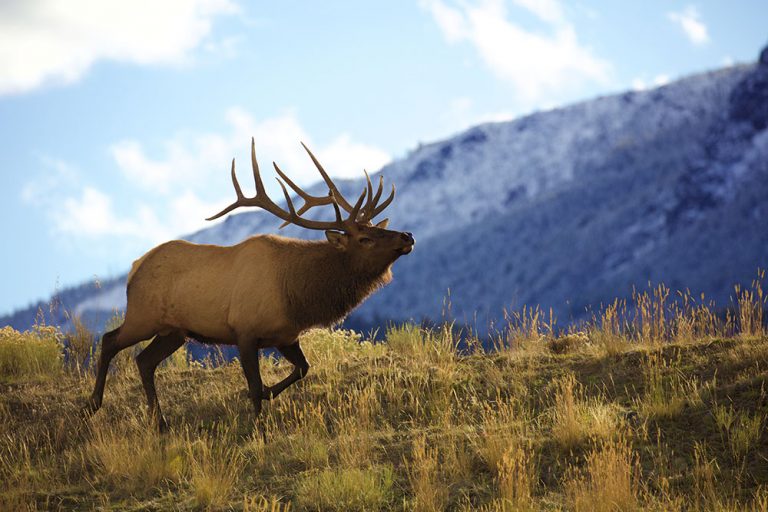 This Hunting Season, Thank a Private Landowner