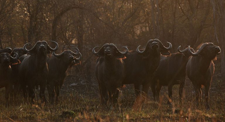 Dzoti and Namibia’s Wildlife Successes