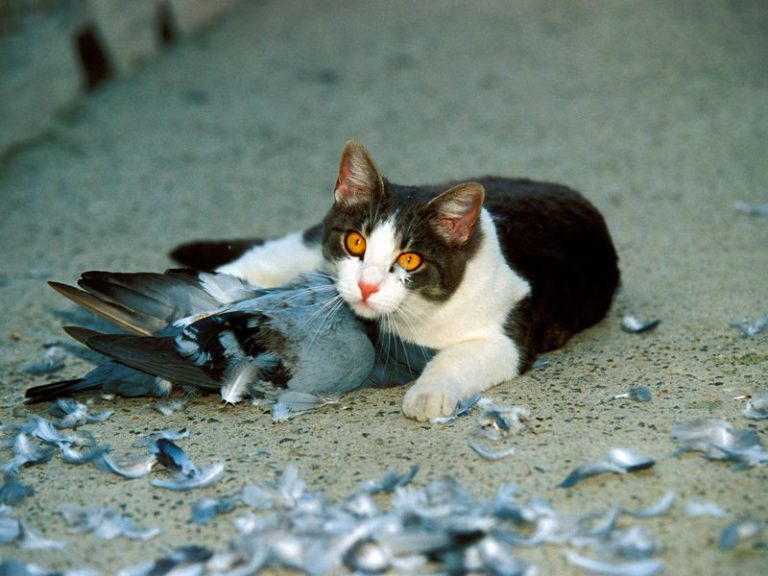 From Rachel E. Gross’ article “The Moral Cost of Cats A bird-loving scientist calls for an end to outdoor cats once and for all”. Saverio Maria Gallotti / Alamy photo