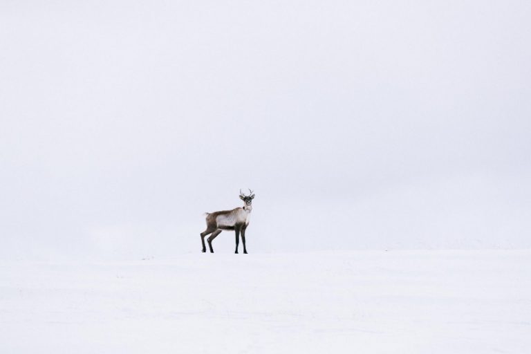 Let’s Forge Conservation Coalitions