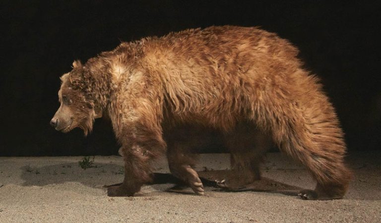 To Save the World’s Rarest Bear