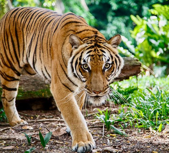 Wildlife Theft