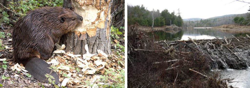Why do beavers build dams?