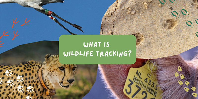 What is wildlife tracking?