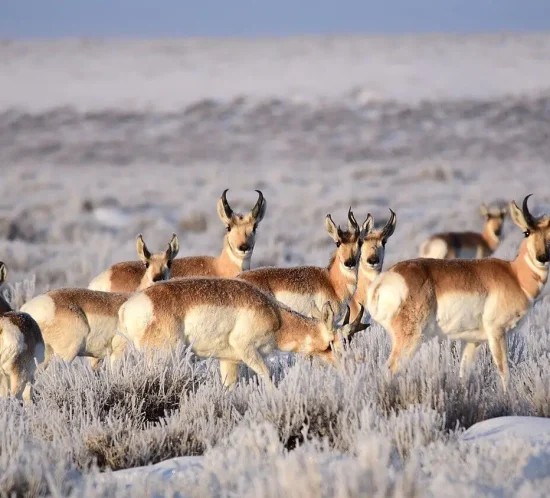 Pronghorn Antelope