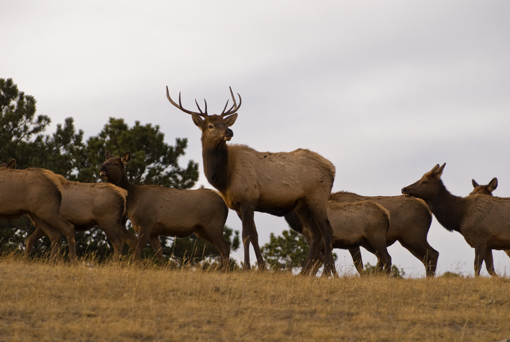 American Elk