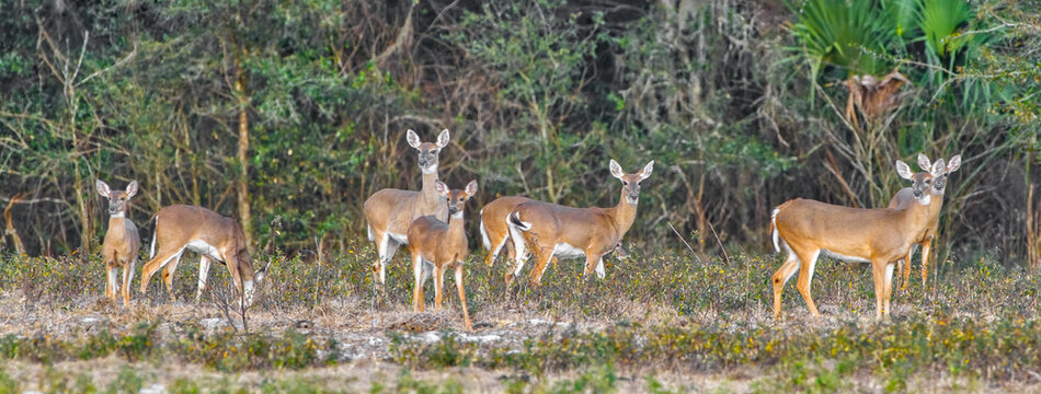 Whitetail Deer