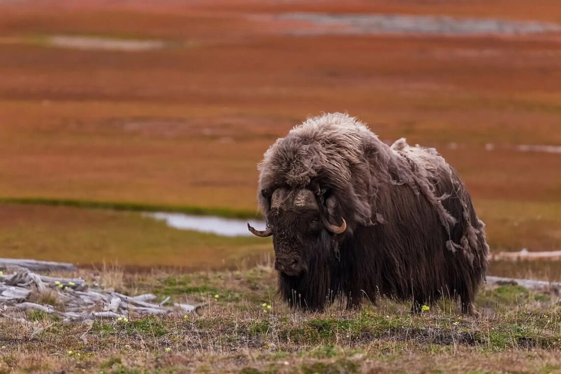 Musk Oxen Conservation
