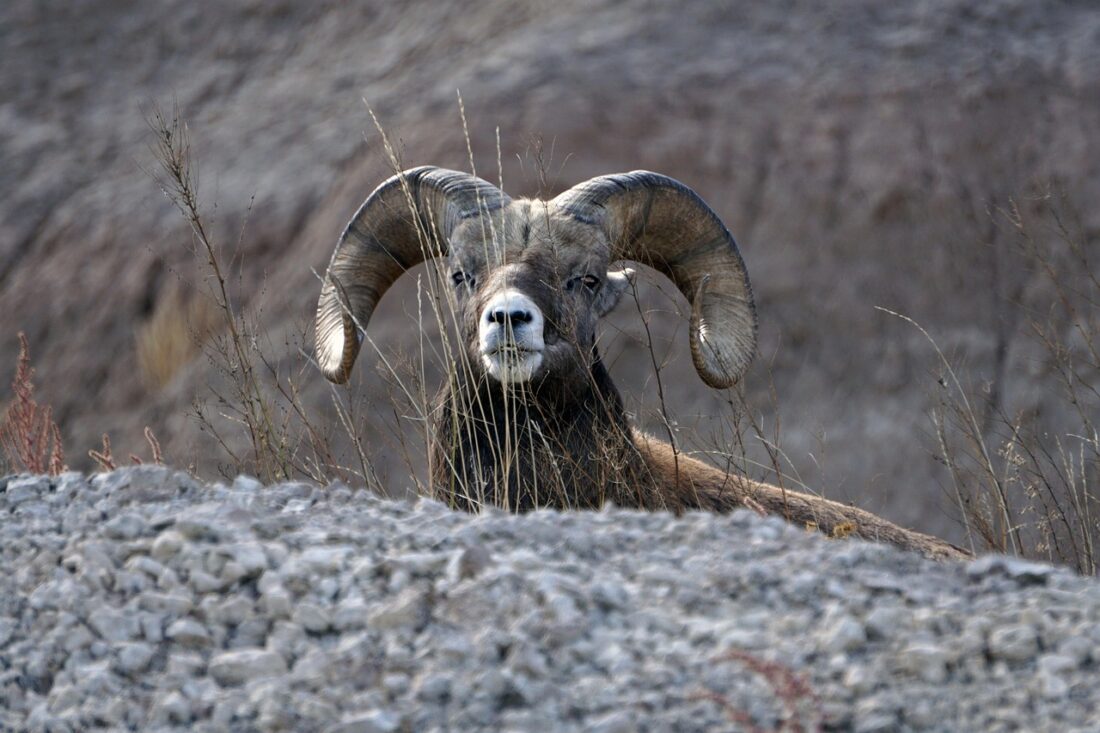 Desert Bighorn Sheep