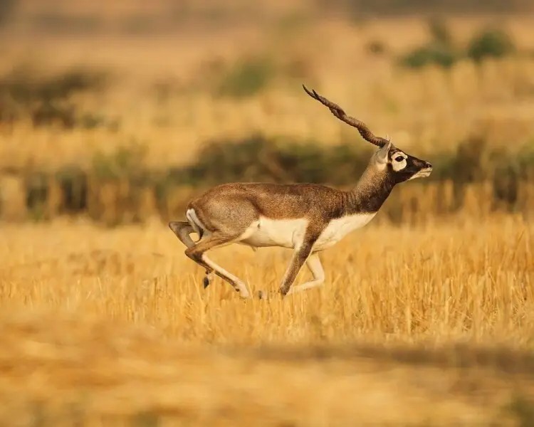 Blackbuck in Texas