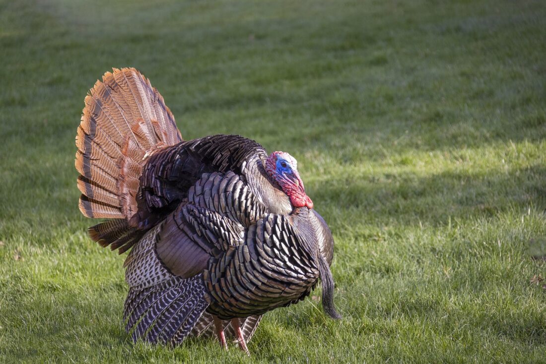 Wild Turkey