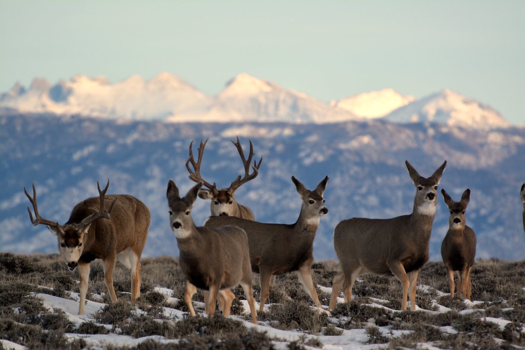 mule deer