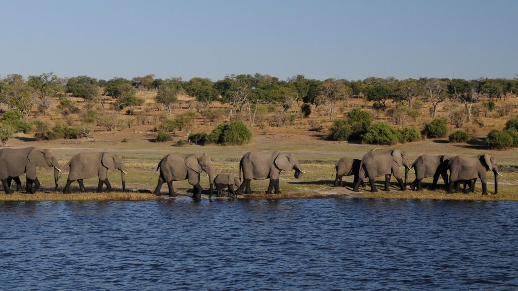 Botswana's elephants