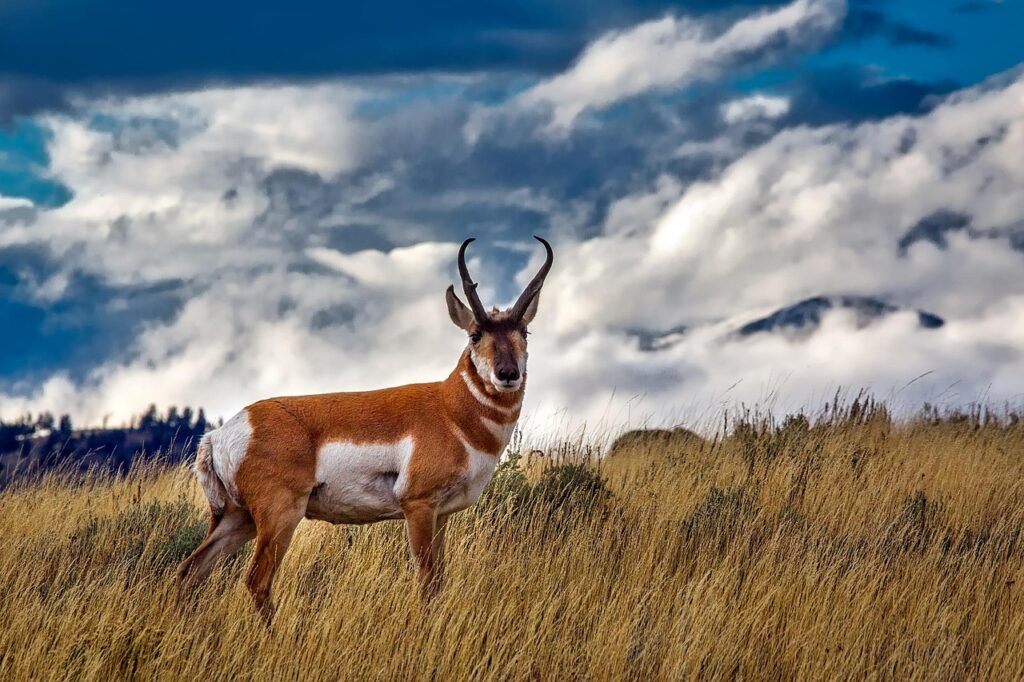 pronghorn
