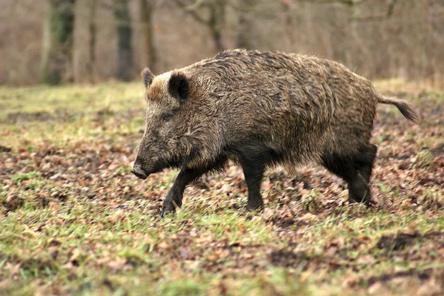 Feral pig walking through forest ground cover, illustrating the spread of invasive wild pigs across North American landscapes.