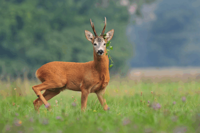 Britain’s Deer Numbers Explained