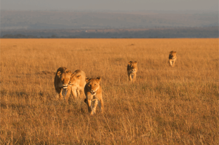 Lions moving across open savanna in Africa, illustrating large, connected wildlife habitat maintained by safari operators.