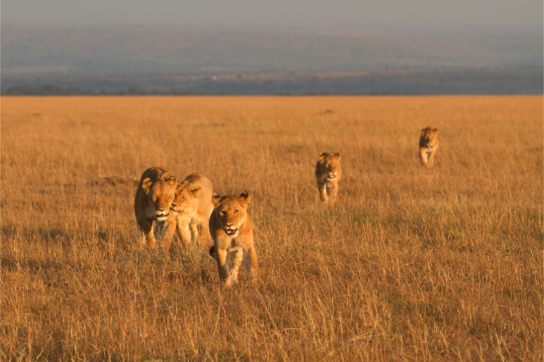 Lions moving across open savanna in Africa, illustrating large, connected wildlife habitat maintained by safari operators.