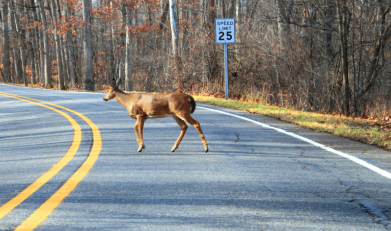 White-tailed deer crossing a rural roadway, illustrating wildlife presence in human landscapes and the role of responsible wildlife management in reducing conflict.