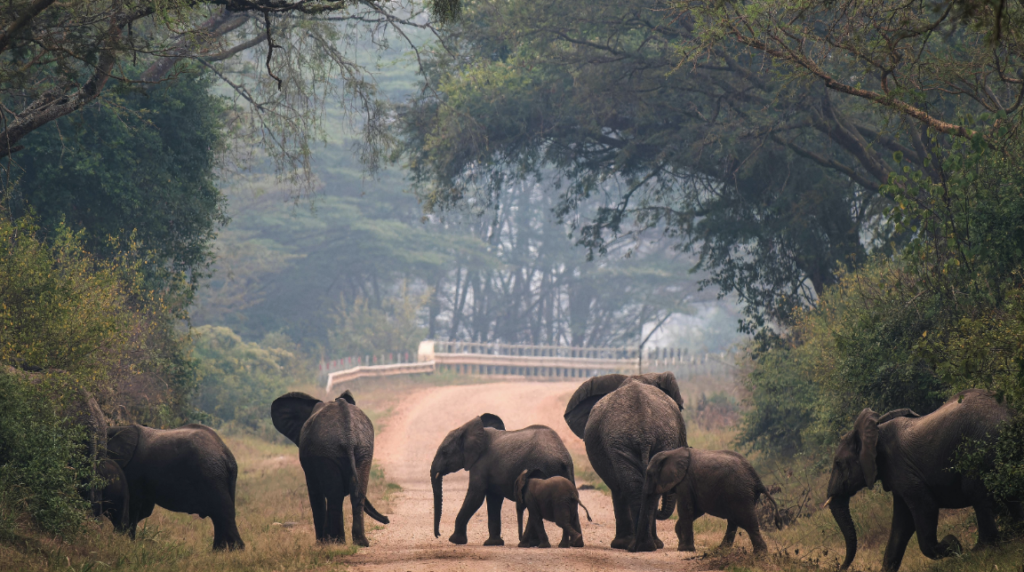 African forest elephants moving through a forest road corridor, illustrating population monitoring and habitat pressures