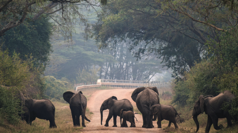 African Forest Elephant Numbers Show Signs of Stabilization, but Pressures Remain
