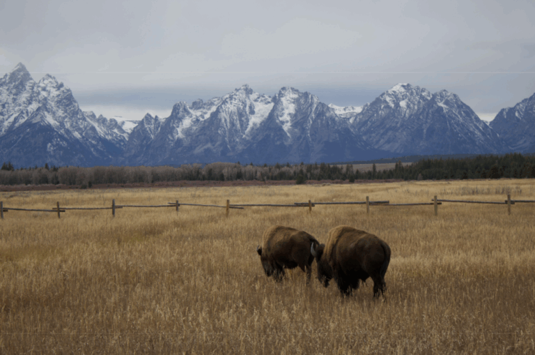 Bison Genetics Remove Disease Barrier