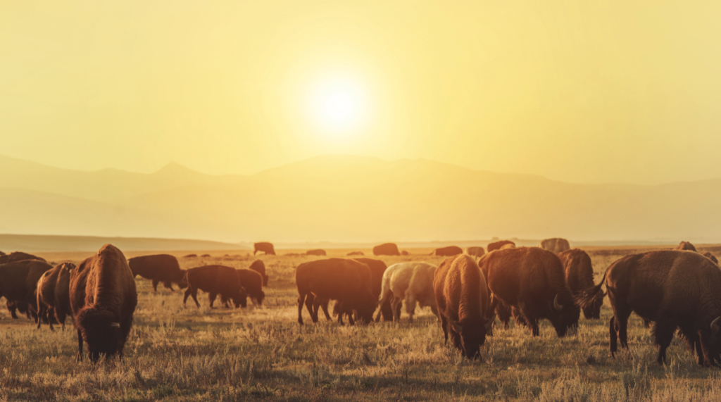 American bison grazing on restored prairie grassland in Kane County, Illinois, as part of a managed reintroduction project