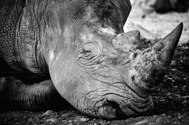 Anti-Poaching Effectiveness: What the Data Shows