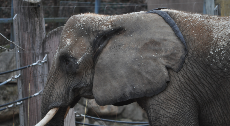 Why Global Wildlife Trade Rules Are Still Failing Wildlife 