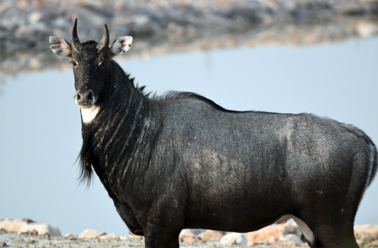 Nilgai antelope standing near water, a large free-ranging wild game species found in parts of South Asia and introduced regions