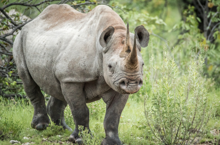 Poaching vs. Hunting: Why the Difference Matters for Conservation