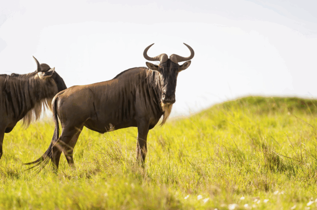 Wildebeest standing in tall grass on the African savanna, illustrating healthy wildlife populations and habitat conservation.