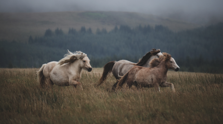 Tracking Wild from Range to Adoption