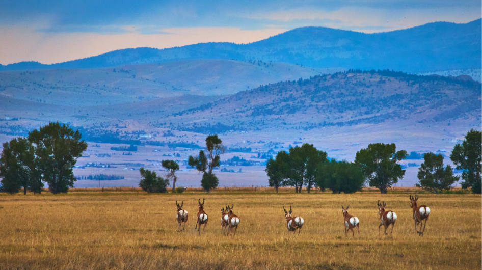 Pronghorn herd moving across open grassland in western Wyoming along the Sublette migration corridor