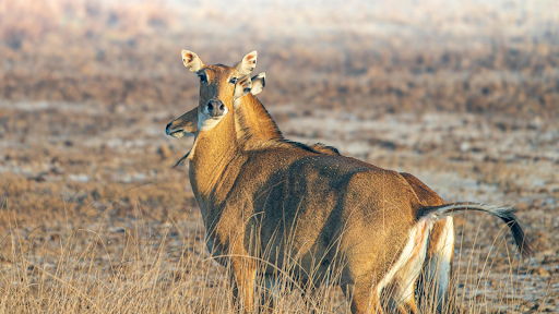 Can a Return to Hunting Change How America Eats?