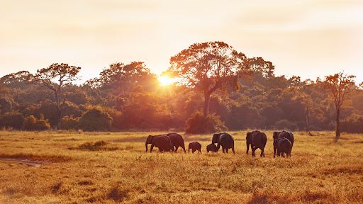 Coutada 11, Mozambique: A Hidden African Wilderness
