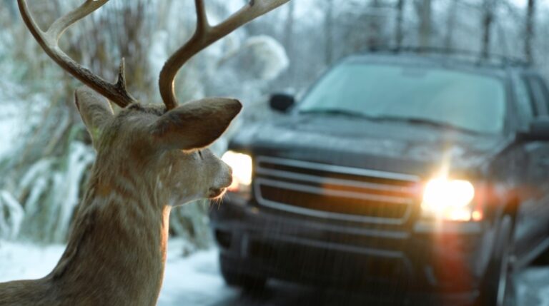 Wildlife Vehicle Collisions