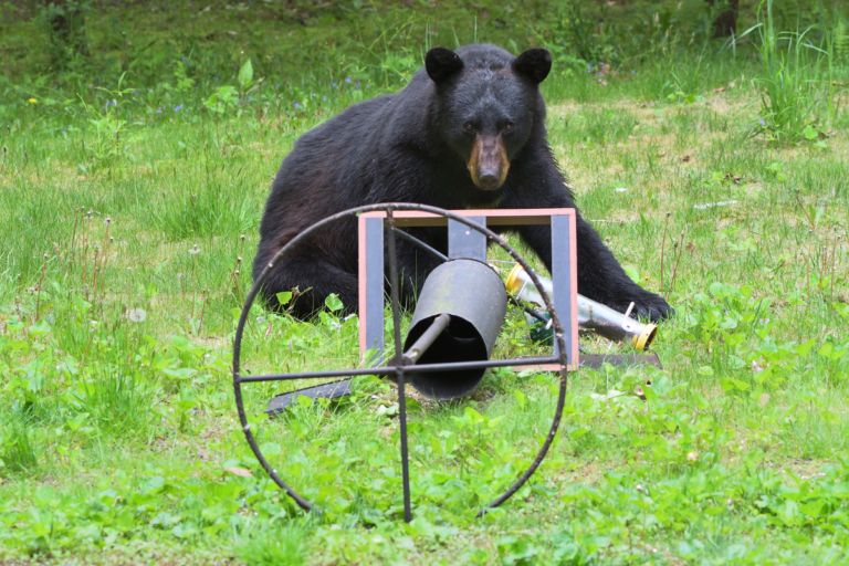 Beyond the Bird Feeder: The Surprising Science of Black Bear Predation