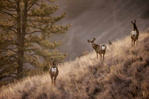 CWD Expands Across Montana Herds
