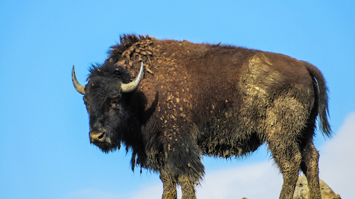 Before the Rails: When Buffalo Meant Survival