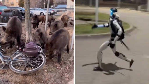 Humanoid Robot Chasing Wild Boar in Warsaw