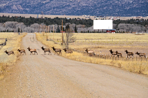Drought Is Reshaping the Future of Western Big Game